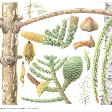 Kanon Tanaka _ Araucaria scopulorum_ Aquarelle _ MNHN