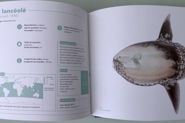 DLF_Poisson-lune lancéolé_Dejouannet