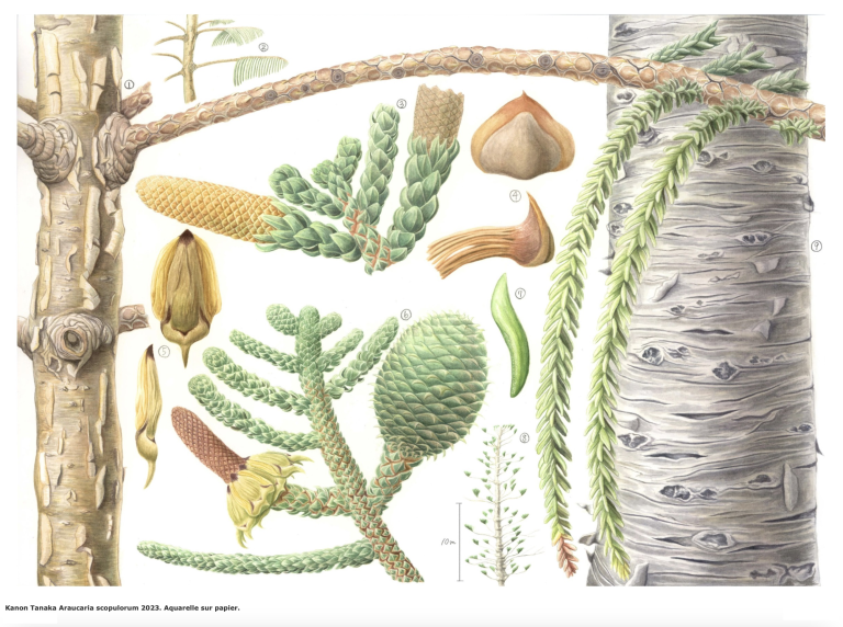 Kanon Tanaka _ Araucaria scopulorum_ Aquarelle _ MNHN