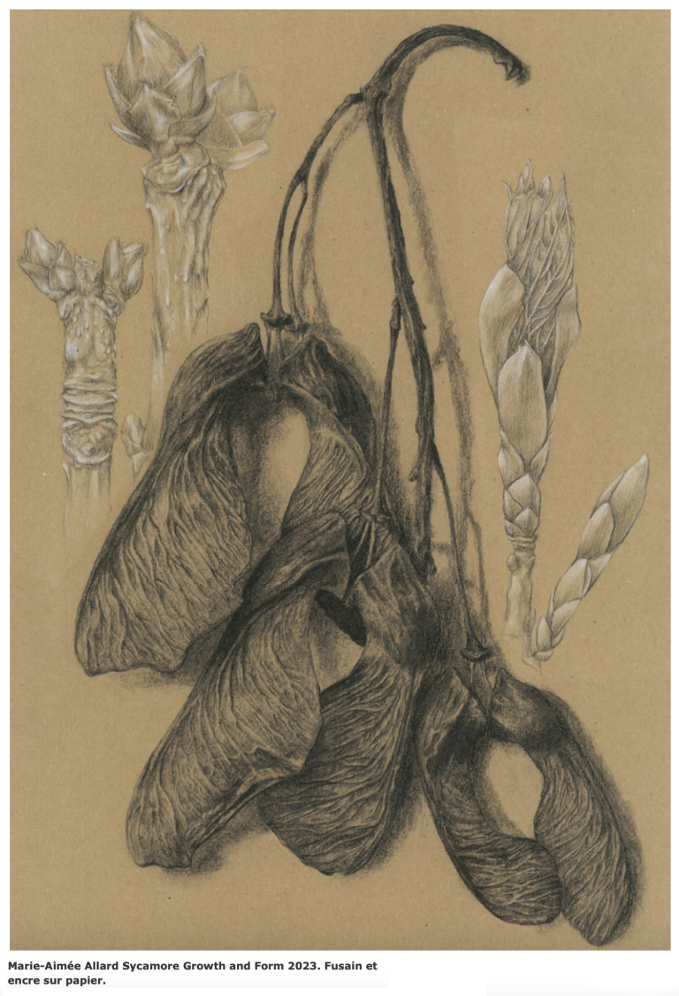 Marie-Aimée Allard - Sycamore Growth and Form - 2023 _Fusain et encre sur papier